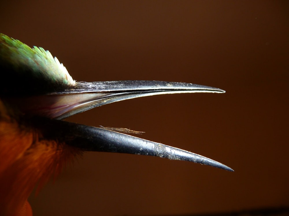 close up photo of black bird beak