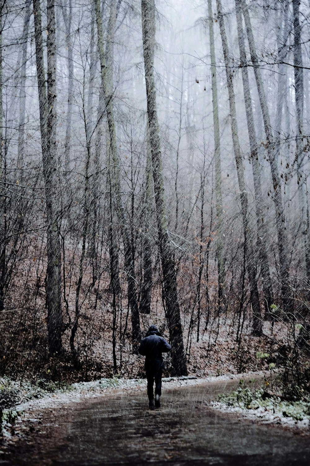 person walking on pathway near trees