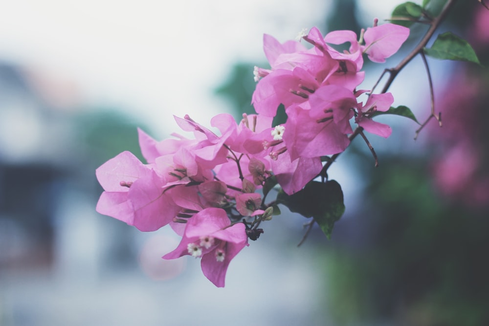 pink bougainvillea flowers