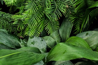 linear green leafed plants