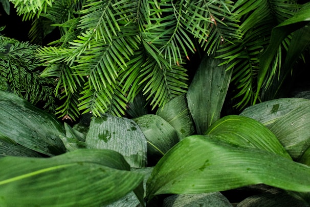 linear green leafed plants