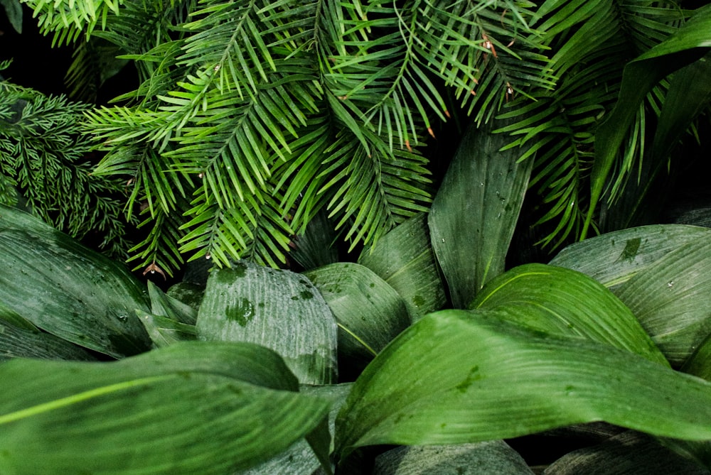 Plantas lineales de hojas verdes