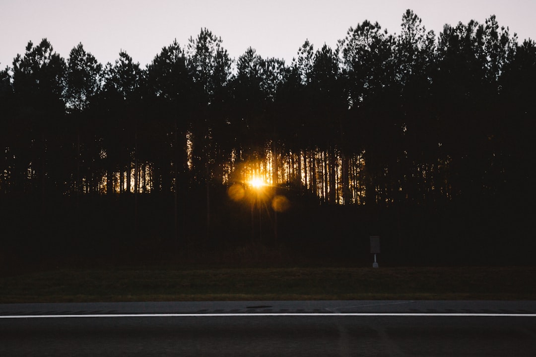 silhouette trees during sunset