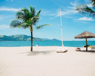 coconut tree near shore within mountain range