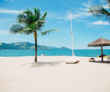 coconut tree near shore within mountain range