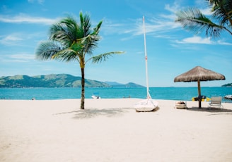 coconut tree near shore within mountain range