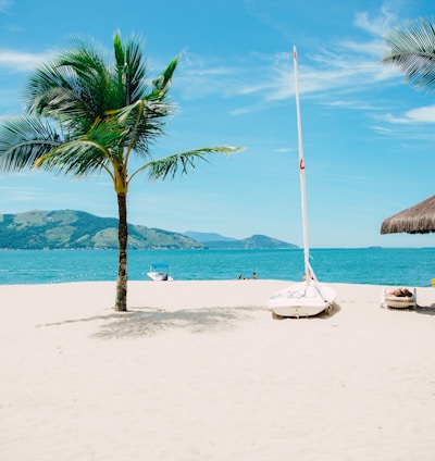 coconut tree near shore within mountain range