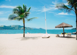 coconut tree near shore within mountain range