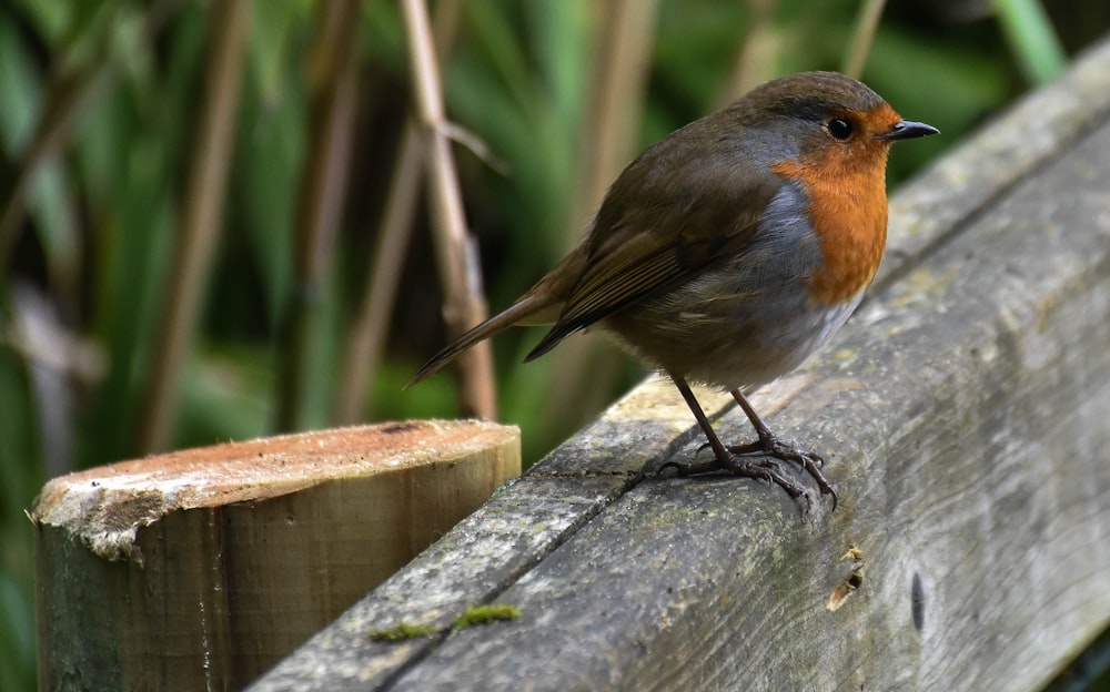 brown and black bird on wood near green plants during daytime