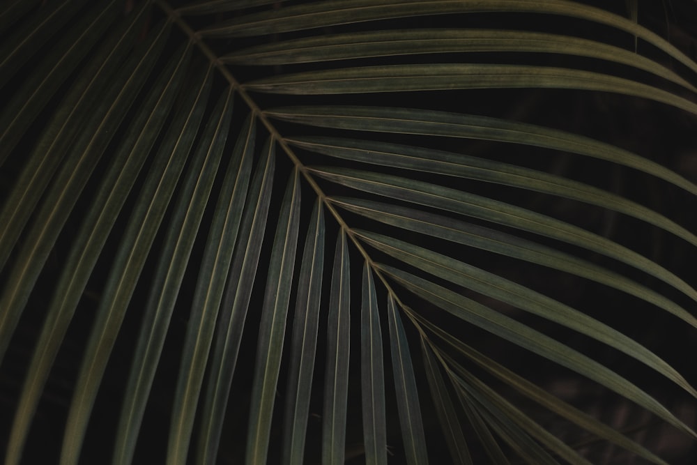 closeup photo of green linear leaf against black background