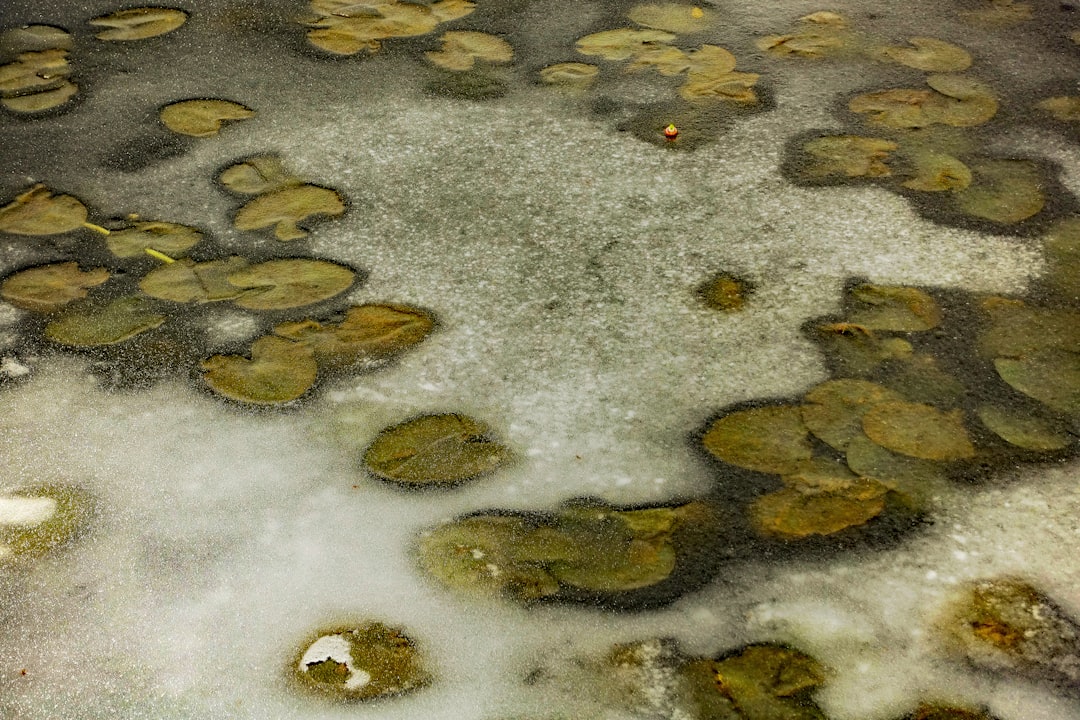 closeup photo of water lily on body of water