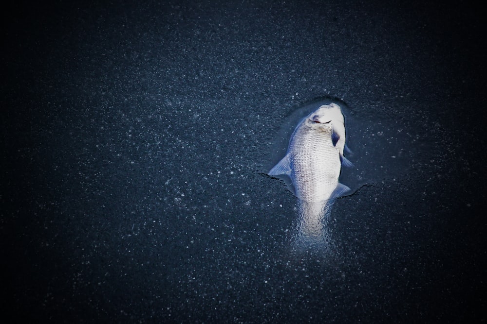 photo of grey pet fish underwater