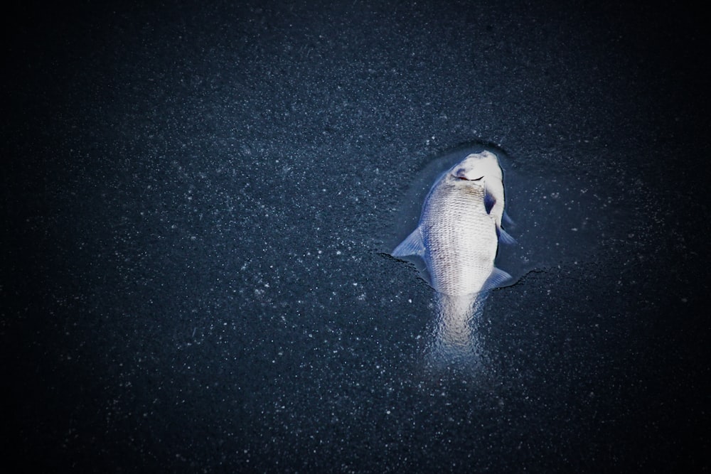 Foto di pesce domestico grigio sott'acqua