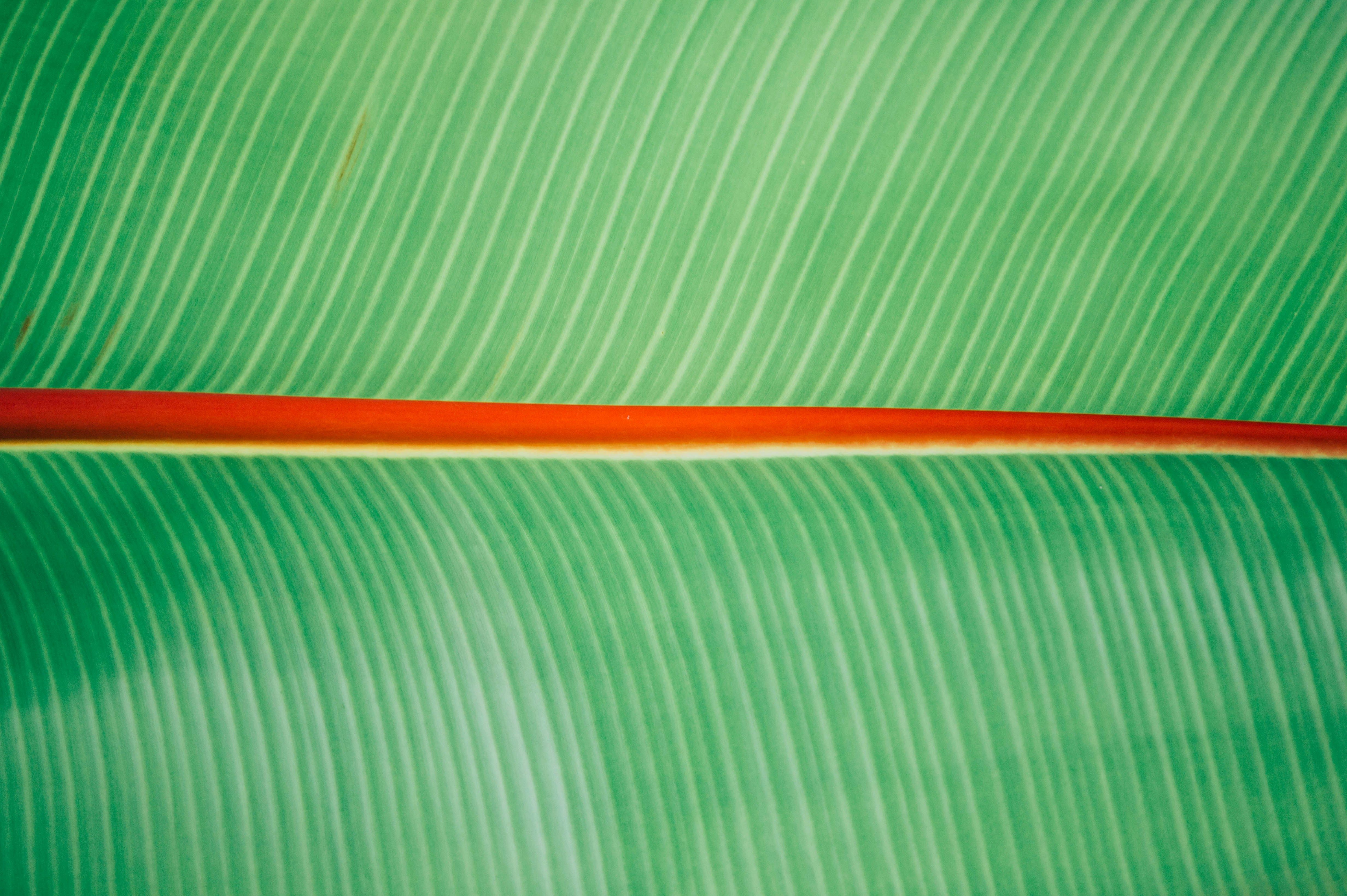closeup photo of green leaf