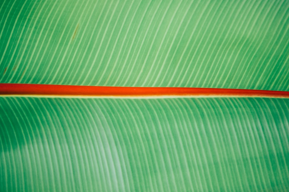 closeup photo of green leaf