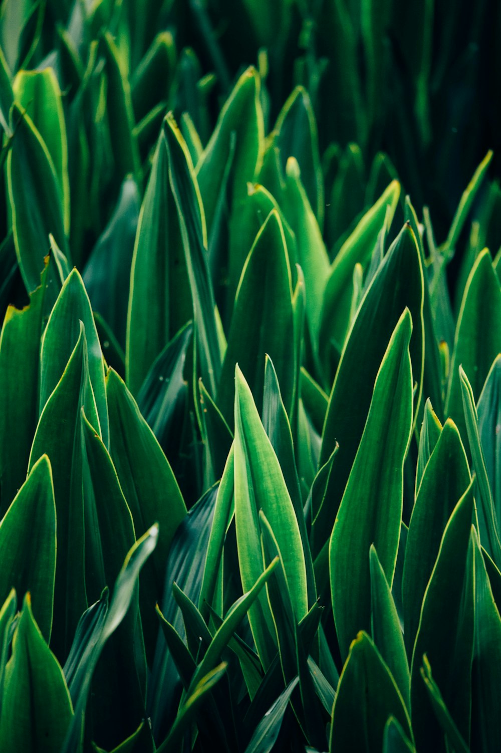 green linear leafed plants