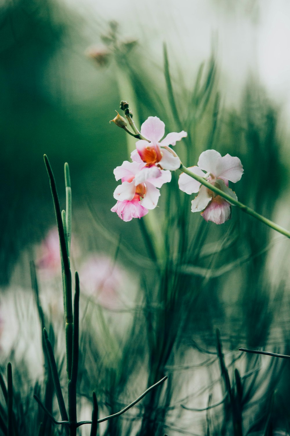 orchidées papillon rose