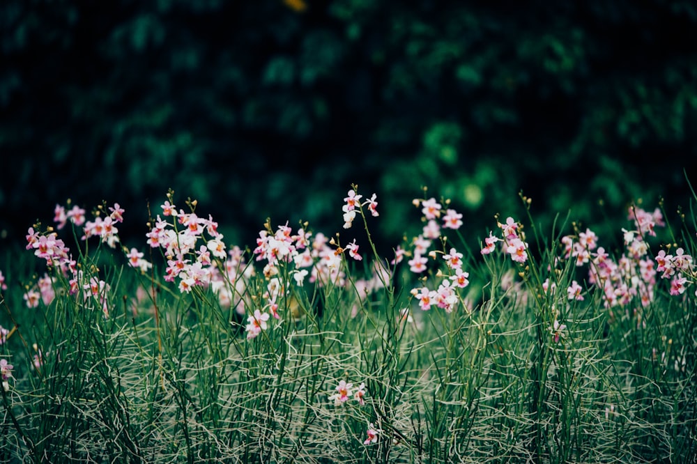 closeup photo of pink petaled flowers