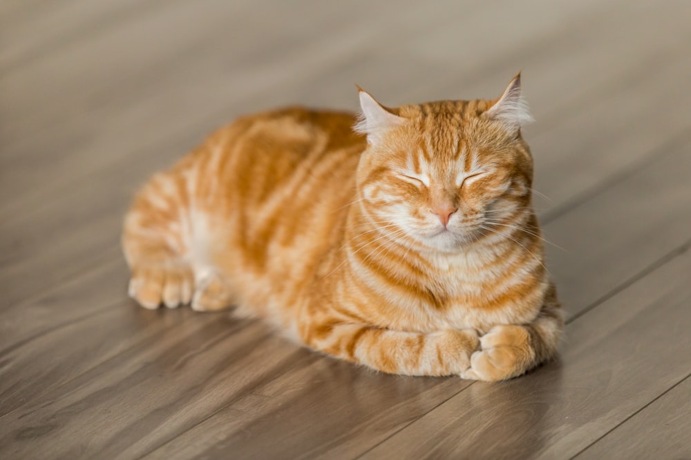 갈색 쪽모이 세공 마루 바닥에 주황색 줄무늬 고양이