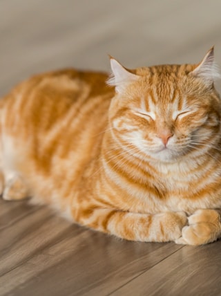 orange tabby cat on brown parquet floor
