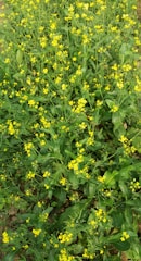 A vibrant field of renewable plants used for aroma chemicals.