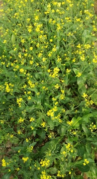 A vibrant field of renewable plants used for aroma chemicals.