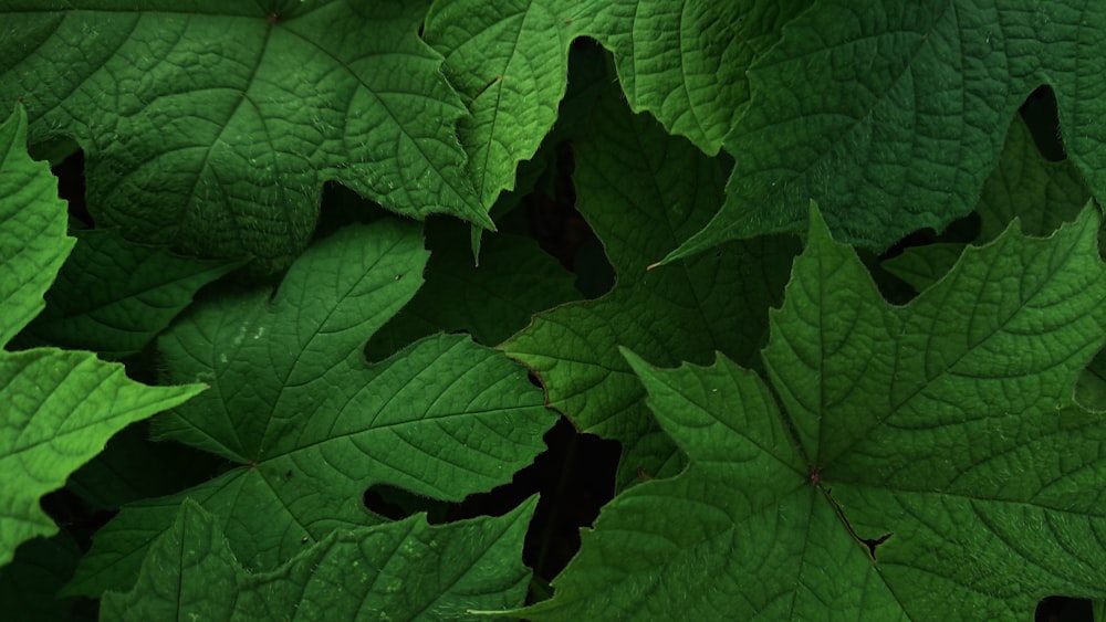 fill the frame photography of green leaves