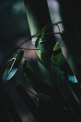 A close-up view of bamboo stalks and leaves in low lighting. The light creates distinct shadows and highlights on the green leaves and stalk, enhancing the texture and depth of the image. The background is dark and out of focus, emphasizing the details of the bamboo in the foreground.