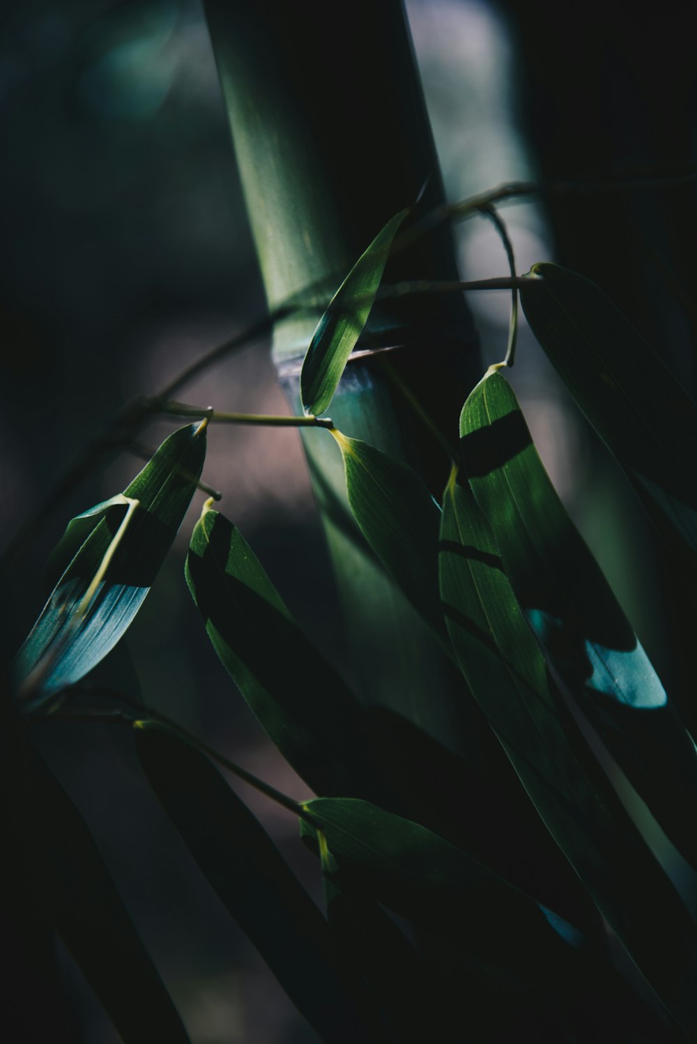 Schattenfotografie von Bambusgräsern