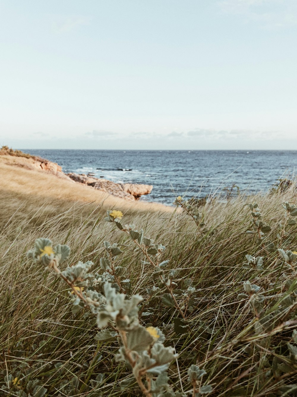 herbes grises à la plage pendant la journée