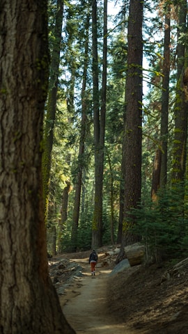 Siddhesh trekking through a dense forest trail, surrounded by lush greenery.