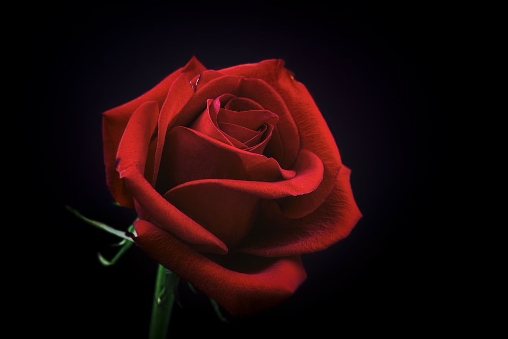 red rose flower