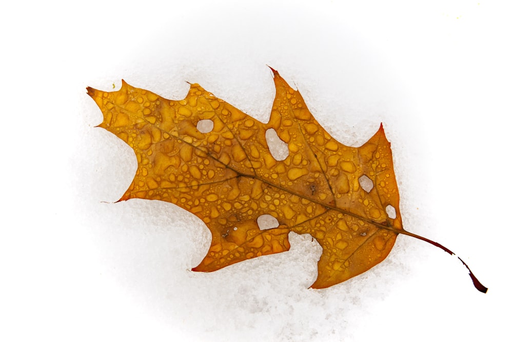 top view of leaf with water droplets