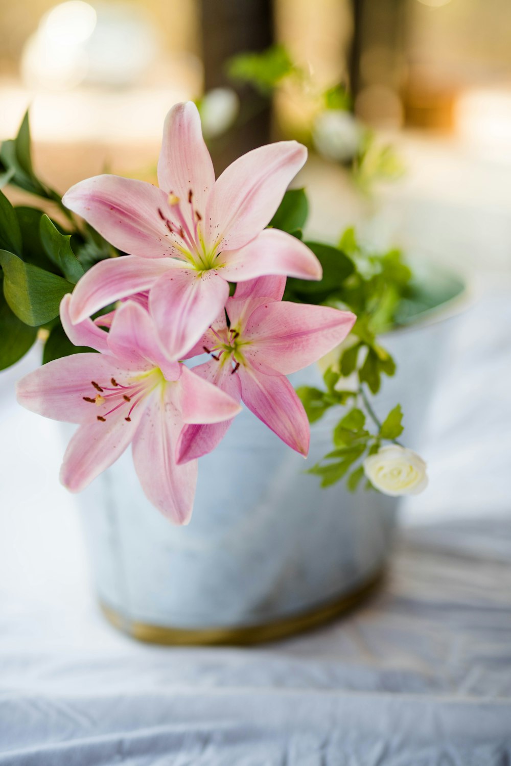 흰 냄비에 분홍색 꽃 식물