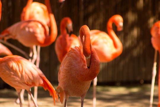 selective focus photography of flamingo in Fresno United States