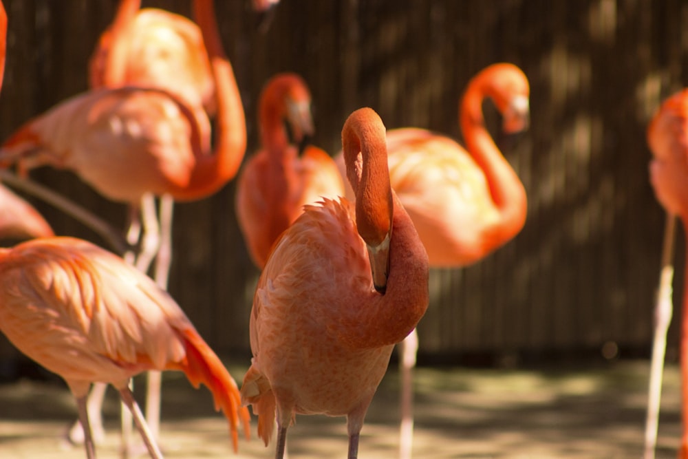 fotografia de foco seletivo de flamingo