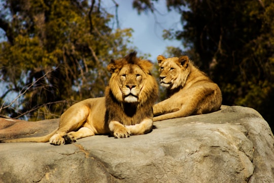 shallow focus photography of lion and lioness in Fresno United States