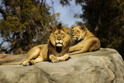 lion and lioness resting on a rock in the sun