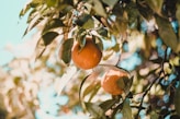 2 yellow fruits on tree branch