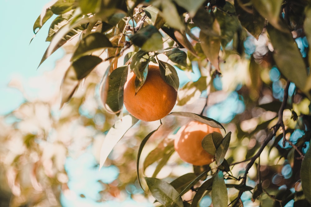 2 yellow fruits on tree branch