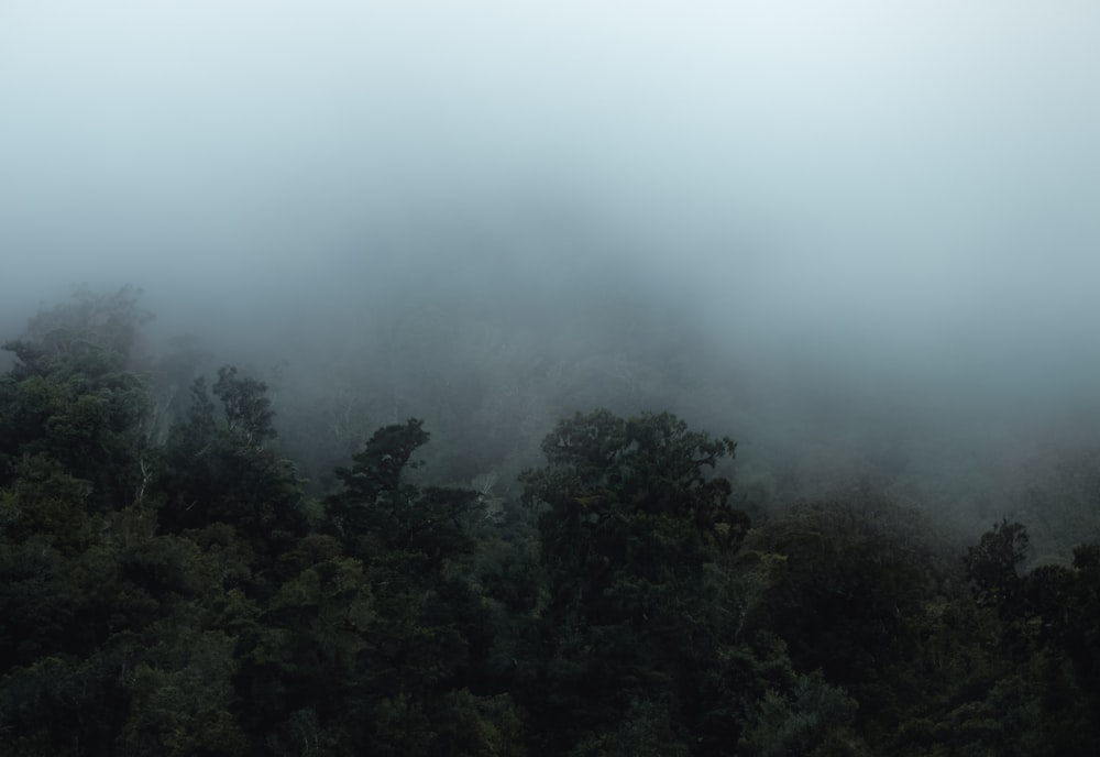 Grüne Bäume umgeben von Nebel