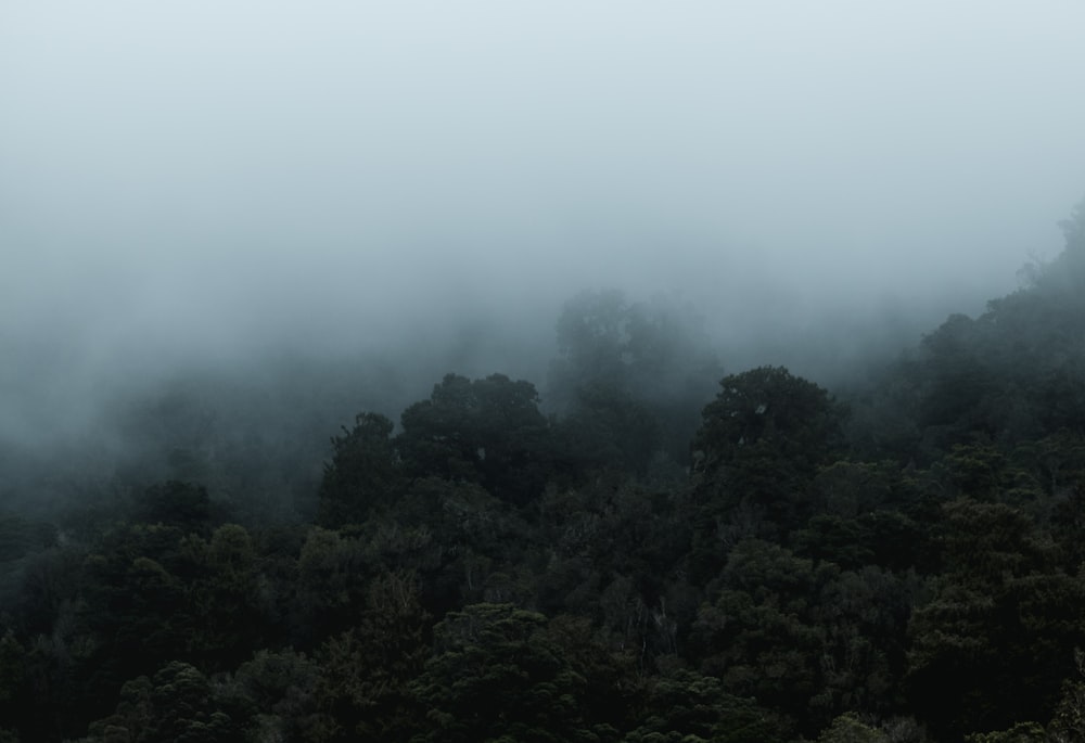 photo forêt couverte de brouillard