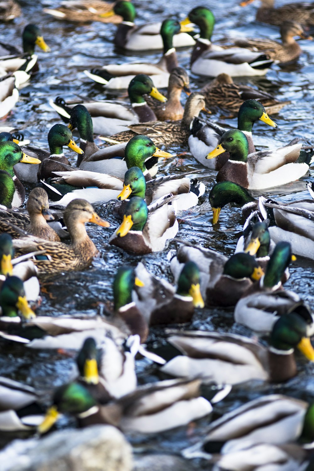 a bunch of ducks that are in the water