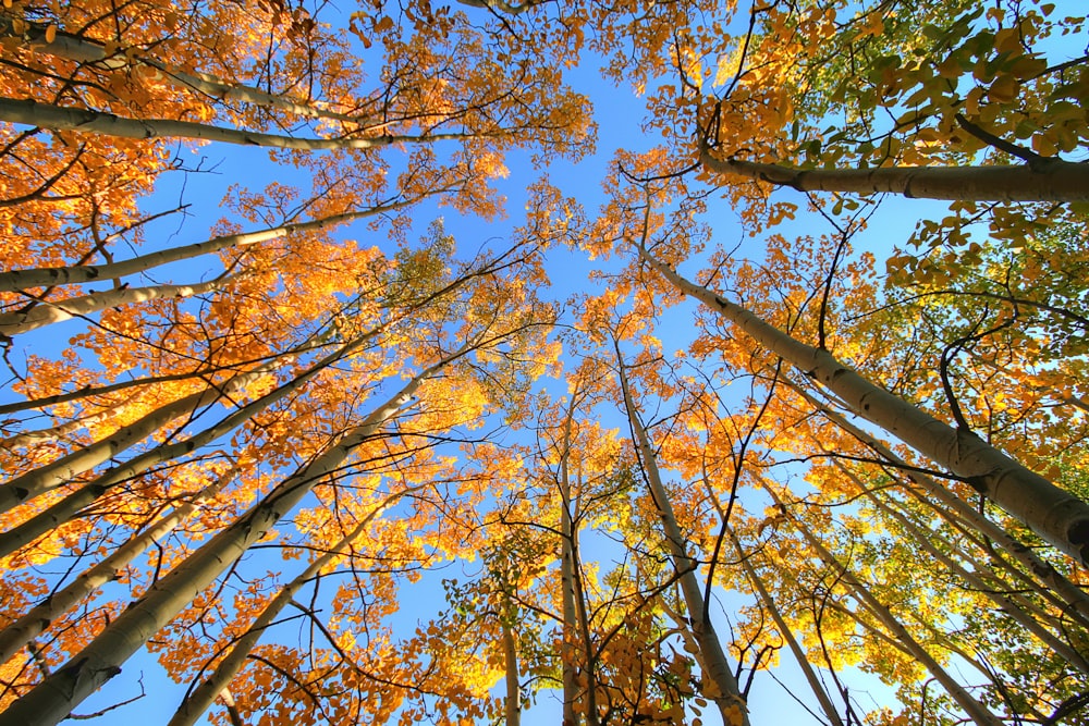 worm's eyeview of brown trees