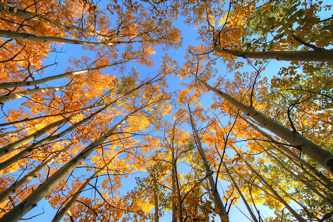 Chasing Fall Foliage: The Best European Destinations for a November… — Chasing Fall Foliage