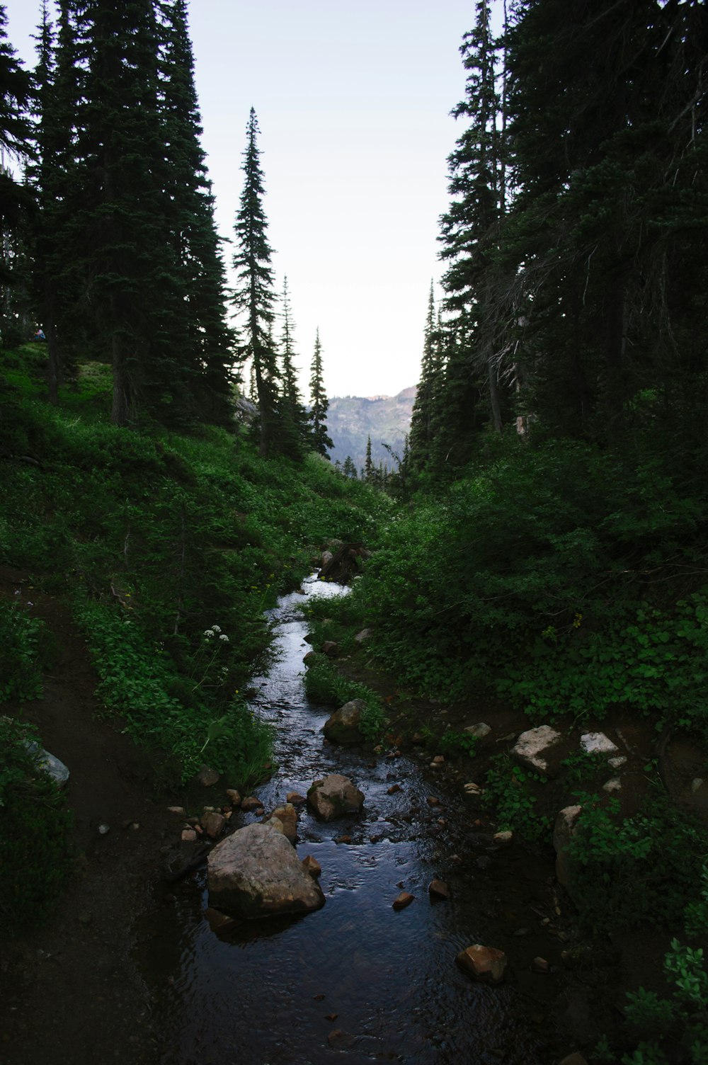 river in the middle of forest