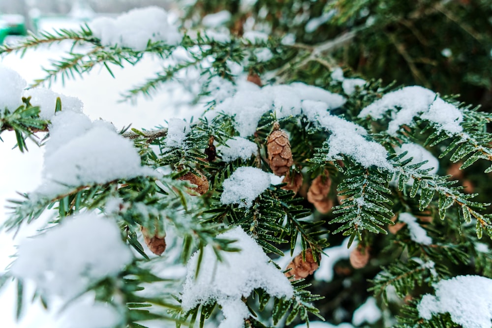 grüner und brauner Tannenzapfenbaum mit Schnee bedeckt