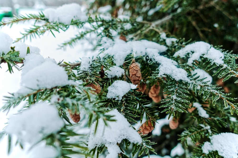 green and brown pinecone tree covered with snow