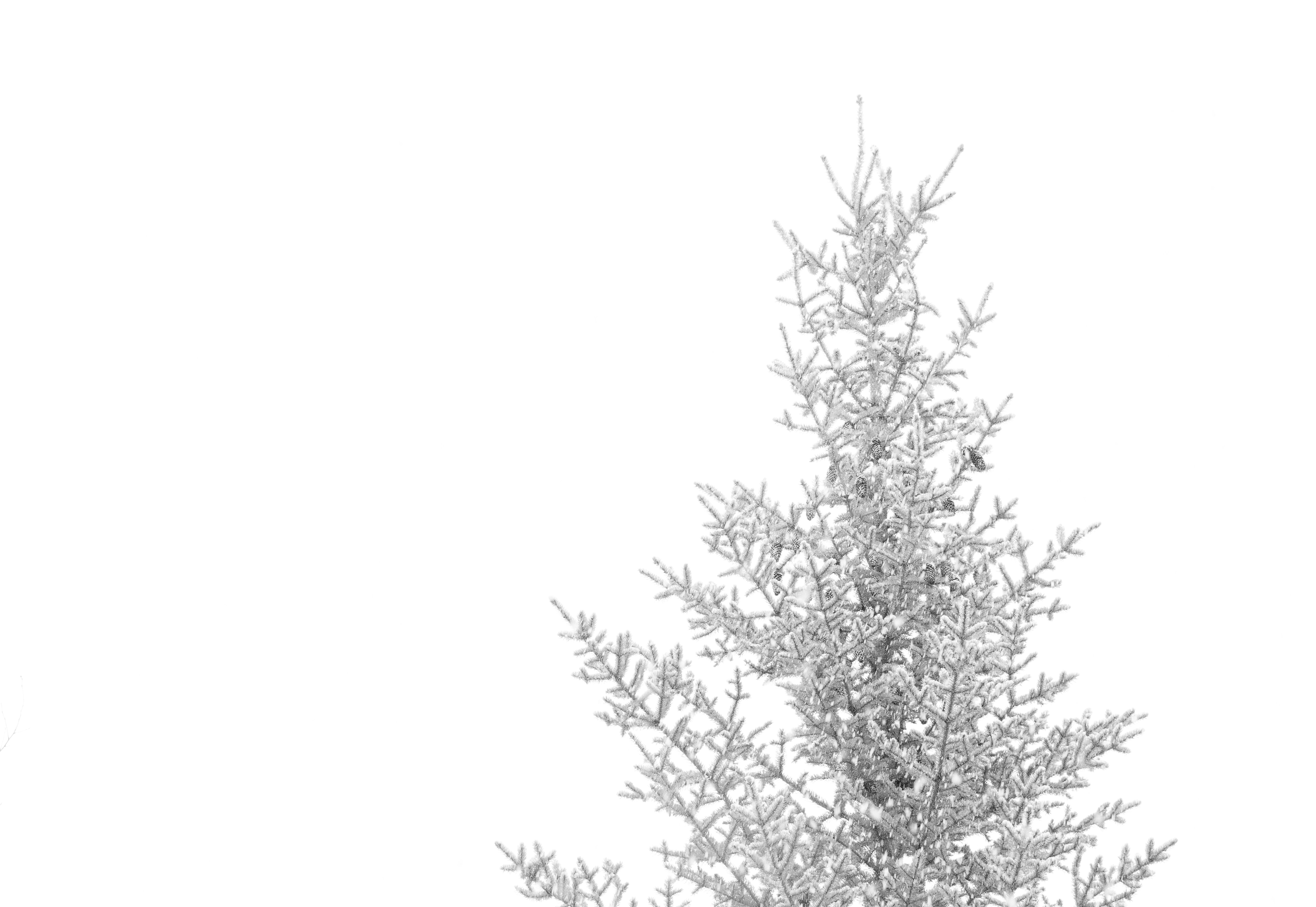 pine tree coated with snow