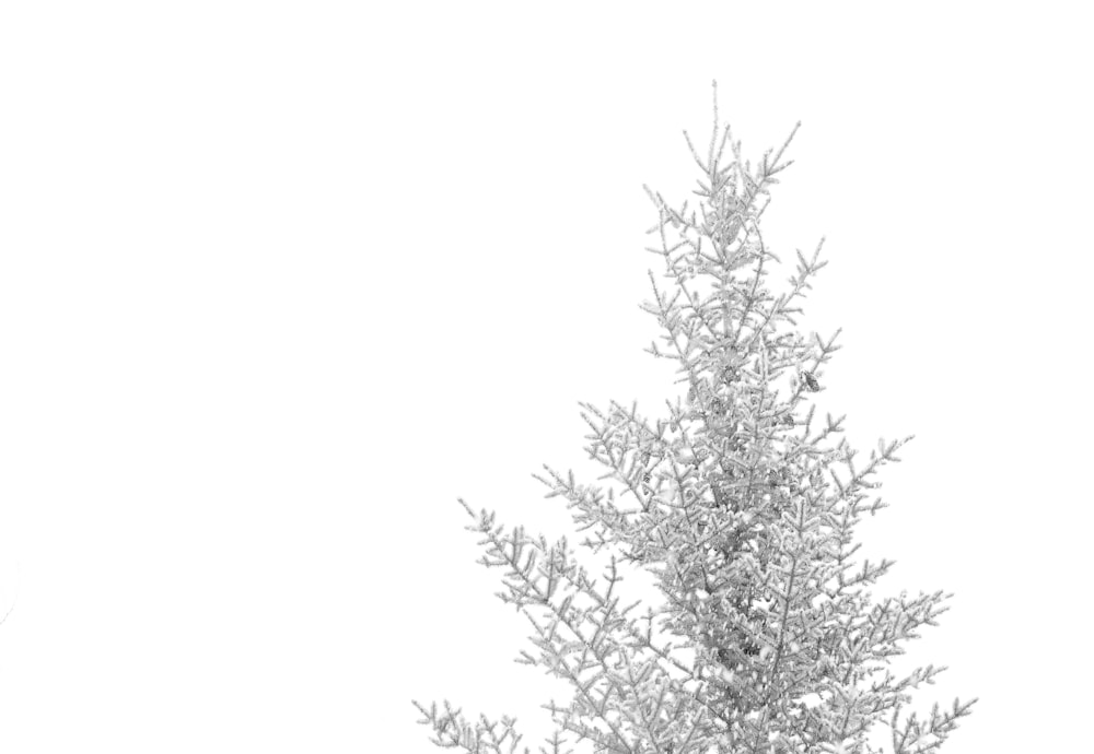 pine tree coated with snow